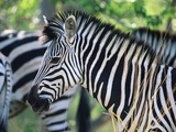 Zebra's Head
