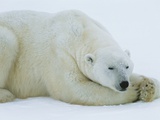 Polar Bear Sleeping