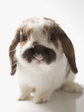 Lop-Eared rabbit