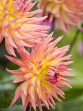 Dahlia 'Karma Sangria' in Bloom