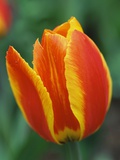 Orange and Yellow Tulip
