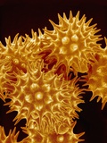 Sunflower Pollen