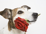 Dog with Red Rose