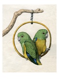 Illustration of Two Lovebirds