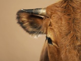 Cow's Face