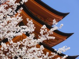 Cherry Blossoms at Itsukushima Jinja Shrine
