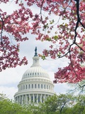 United States Capitol Dome in Washington  DC and Flowering Spring Trees