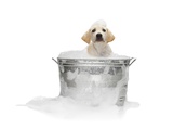Puppy Taking Bath