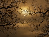 Branches Surrounding Harvest Moon