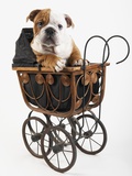 English Bulldog Puppy in a Baby Carriage