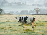 Friesen Cow Standing in Pasture