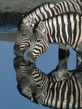 Zebras Drinking at Water Hole