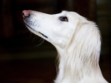 Saluki Looking Up