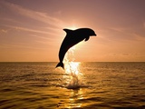 Dolphin Breaching at Sunset