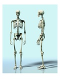Two Skeletons