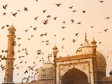 Flock of Birds Flying Around Jama Masjid Mosque