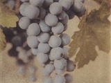 Cabernet Franc