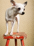 Chihuahua on a stool