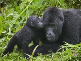 Baby Gorilla Kisses Silverback Male