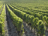 Rows of Grapevines in Vineyard