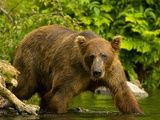 Brown Bear Fishing For Salmon