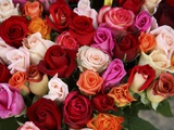 Roses for Sale at Flower Market