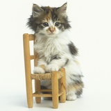 Ragdoll Kitten with Toy Chair
