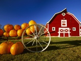 Pumpkins on Wagon near Barn