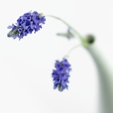 Lavender Flower
