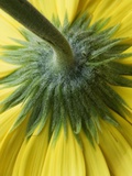 Close-Up of Back of Yellow Gerbera Daisy