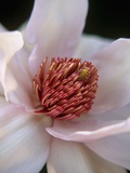 Pink Tulip Tree Blossom