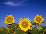 Sunflower Crop in Full Bloom