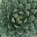 Queen Victoria Century Plant