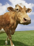 Cow's Head