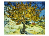 Mulberry Tree