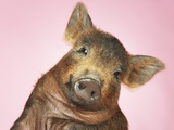 Piglet