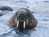 Walrus in Water