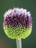 Close-Up of Allium Flower