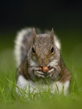 Gray Squirrel Holding Hazelnuts