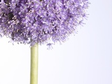 Persian onion