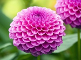 Dahlia 'Jayne Stonestreet'