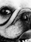 Portrait of a pug dog