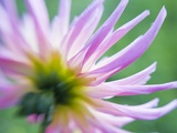 White and Pink Dahlia Flowers