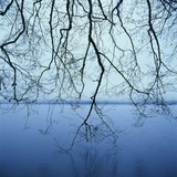 Tree Branch over Lake