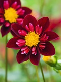 Dahlia Flower