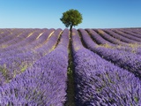 Lavender Field and Almond Tree in Provence