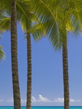 Palm Trees on Beach