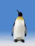 King Penguin