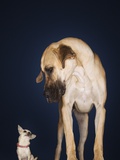 Toy Chihuahua and Great Dane