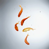 Five goldfish swimming with bubbles